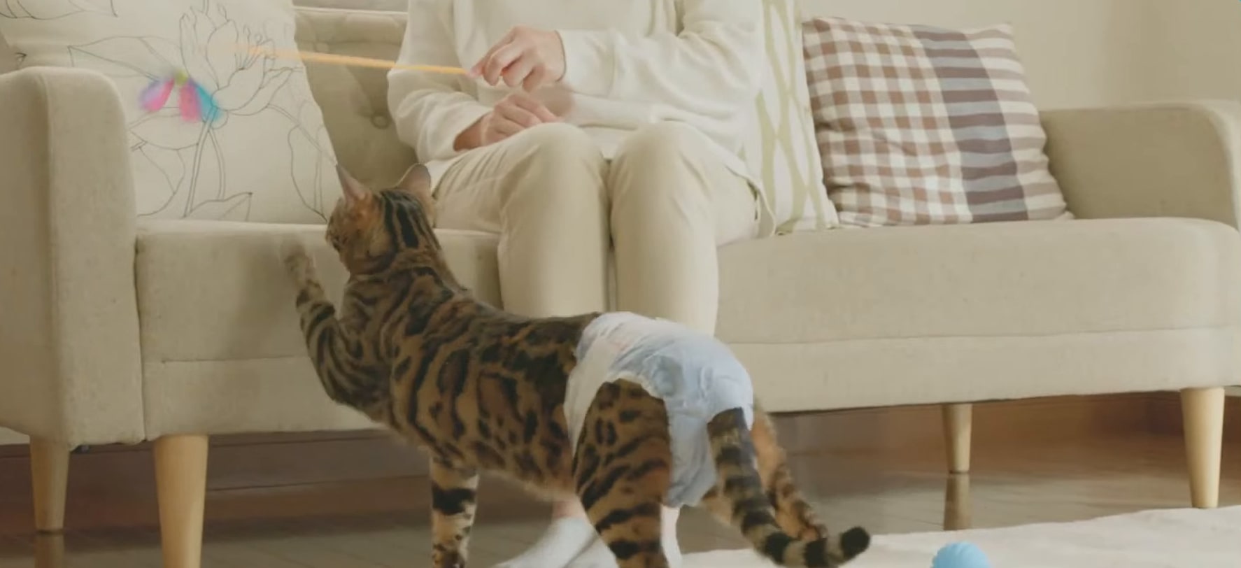 В Японии поступили в продажу подгузники для кошек