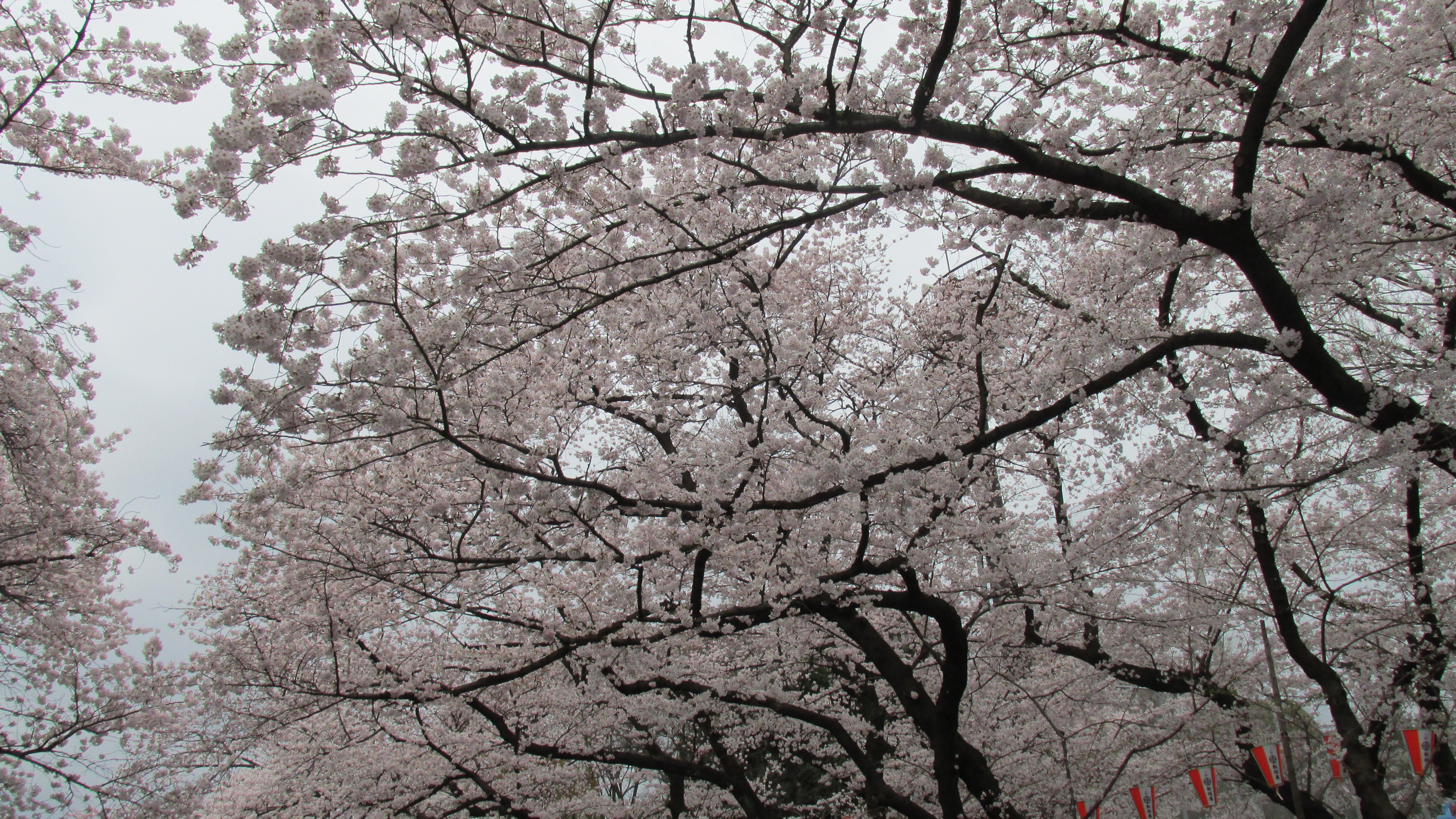 Прогноз цветения сакуры в Японии на 2023 год