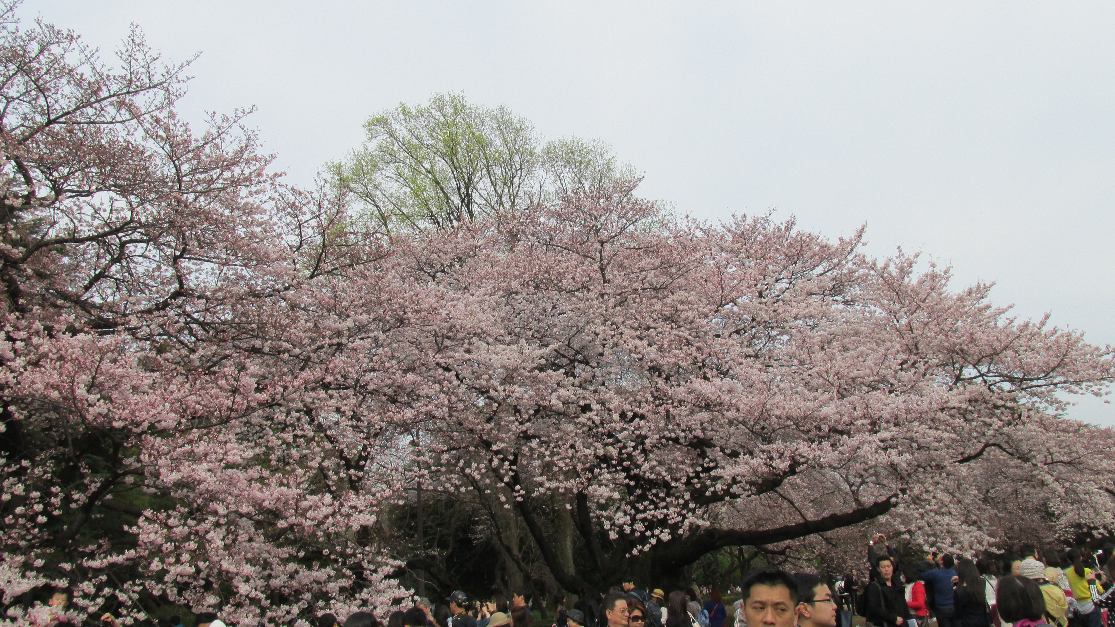 Сезон цветения сакуры официально открыт в Токио