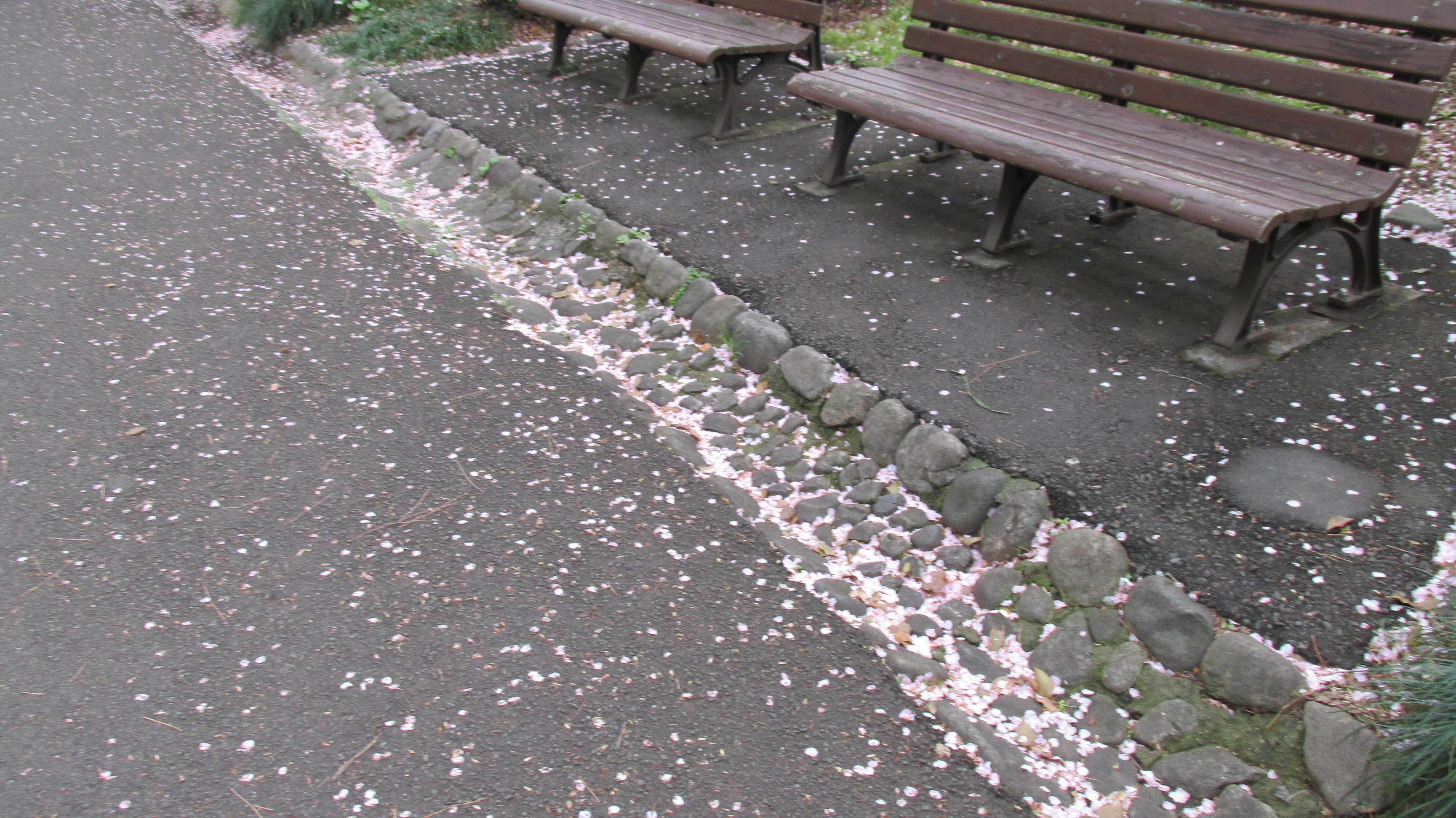 Сакура цветет до первого дождя