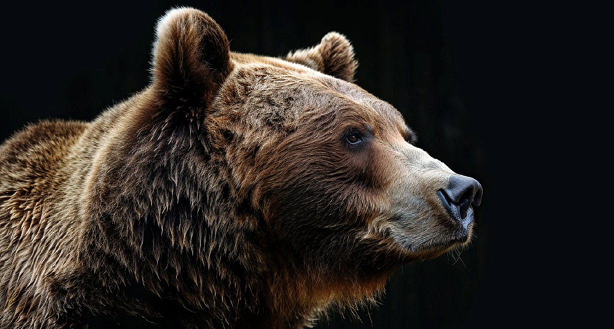 Сколько медведей живёт в Японии?