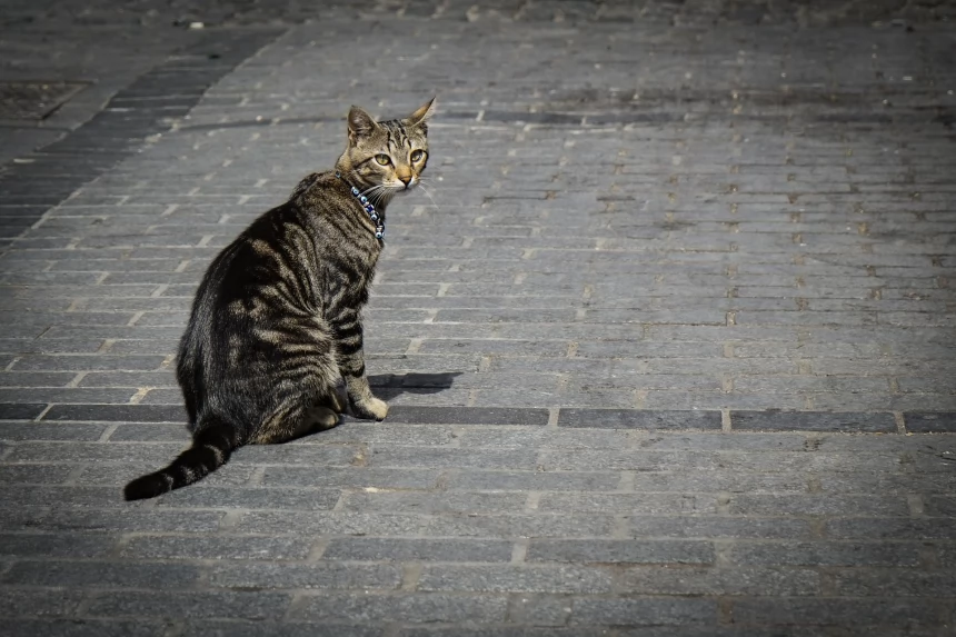 Японца арестовали в Турции за поедание кошек