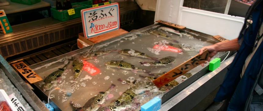 Японский супермаркет продал 5 упаковок рыбы Фугу с ядовитой печенью