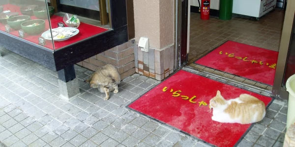 Бездомные животные в Японии