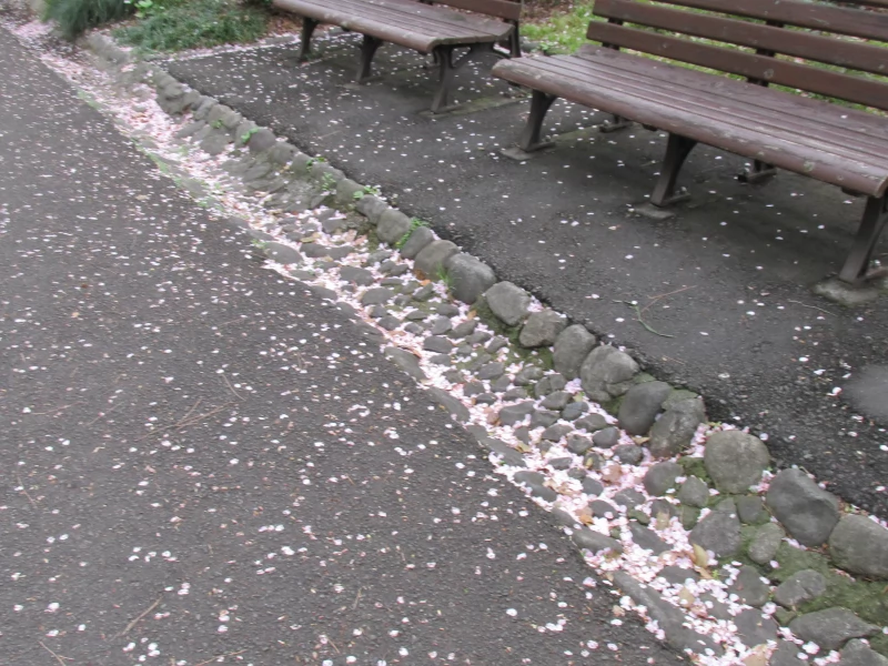 Сакура цветет до первого дождя