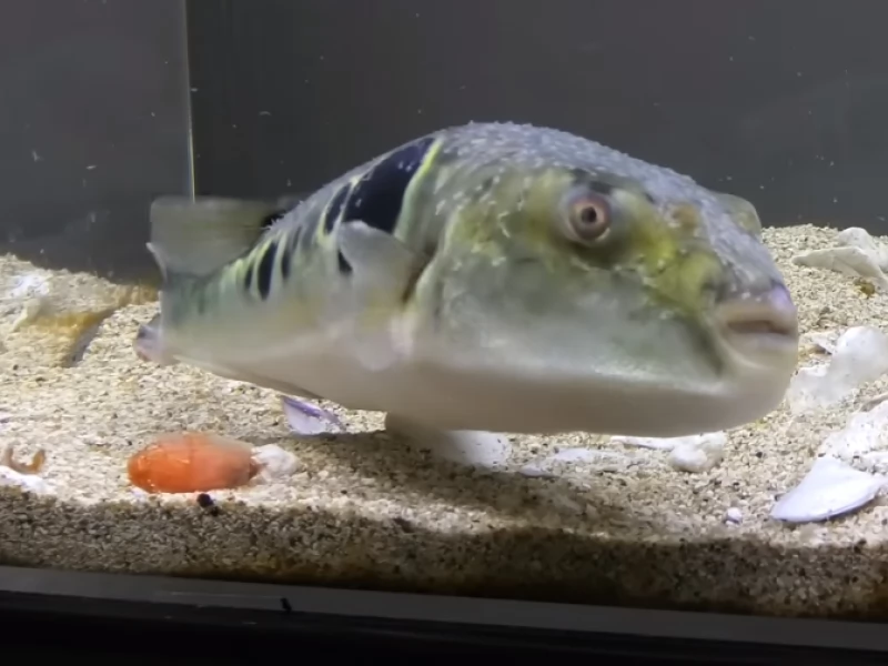 Как легко найти в Японии ресторан, где подают рыбу фугу