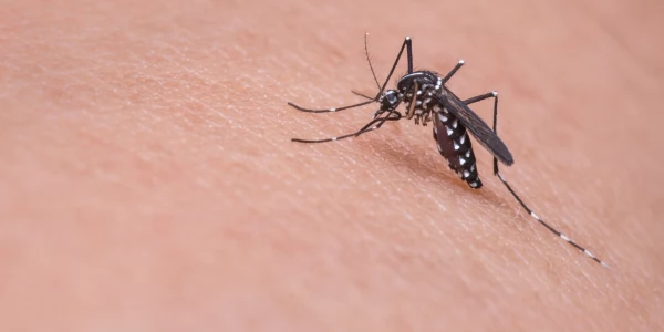 Для защиты от укусов комаров японцы советуют чаще протирать ноги