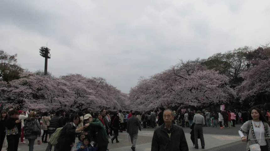 Опубликован прогноз цветения сакуры в Японии на 2018 год