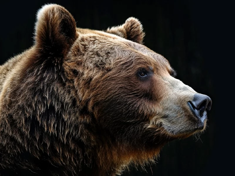 Сколько медведей живёт в Японии?